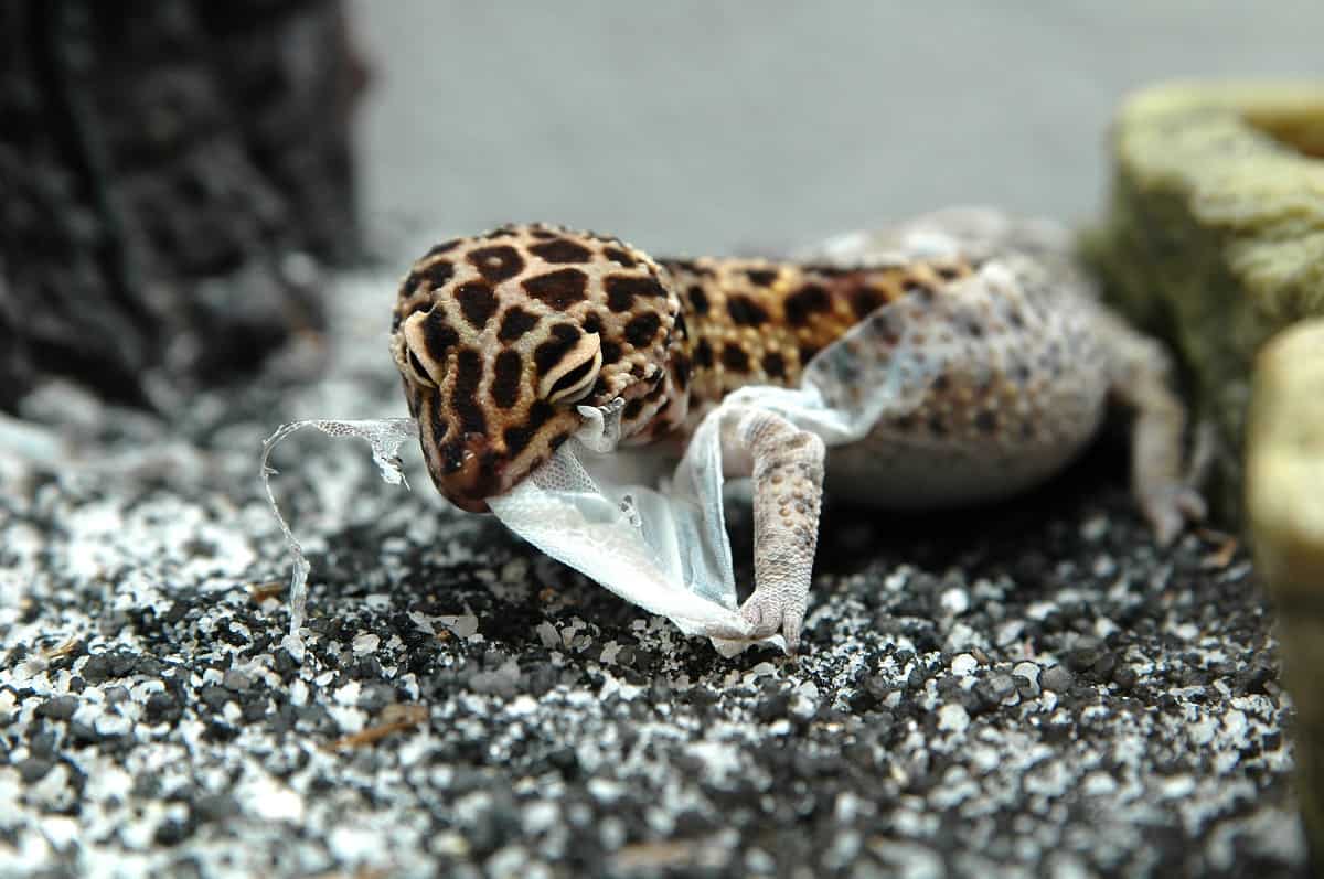 How Often Does a Leopard Gecko Shed - leopard-gecko.org