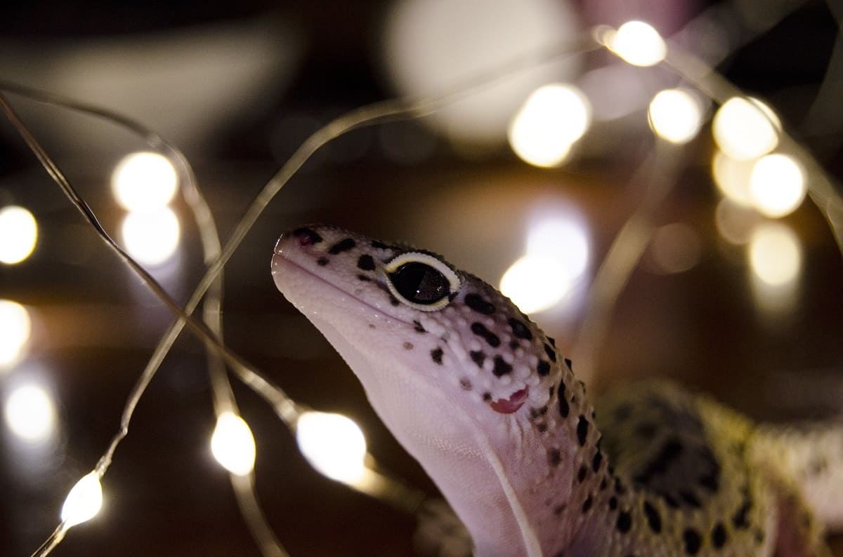 How to Tell if Your Leopard Gecko is Happy - leopard-gecko.org
