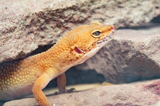 leopard gecko teddy