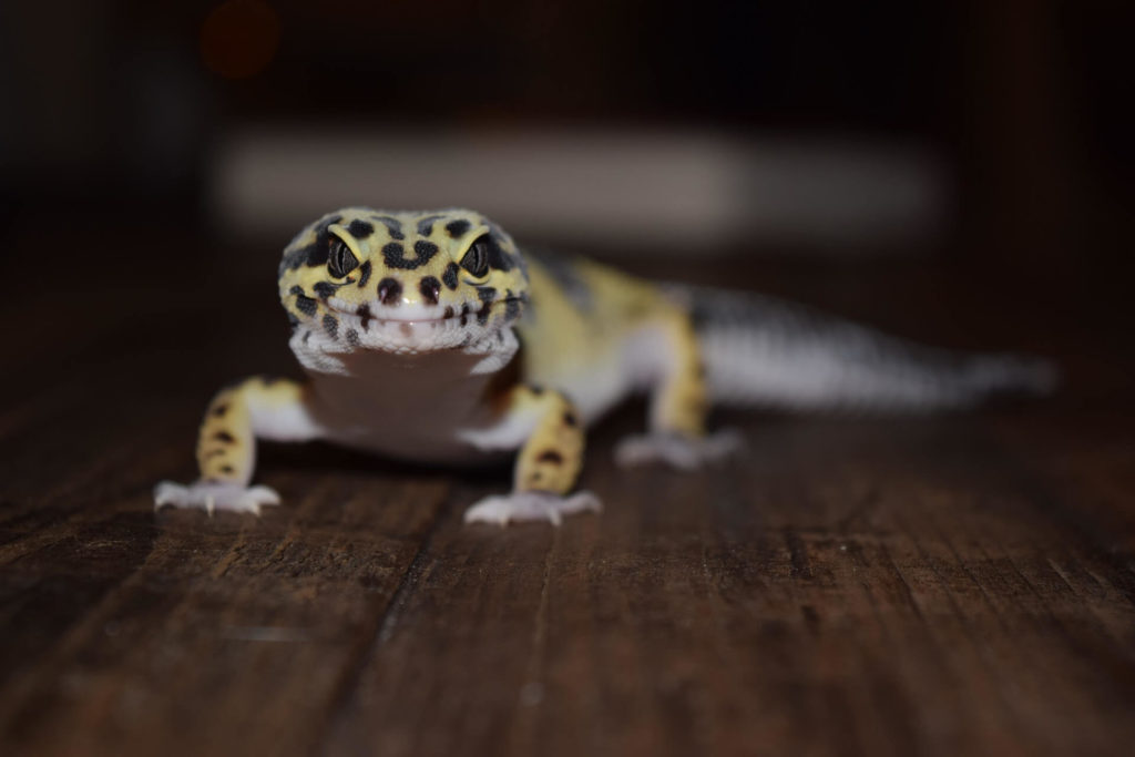 Best Leopard Gecko Light Complete Review Guide 2020 Leopard Gecko