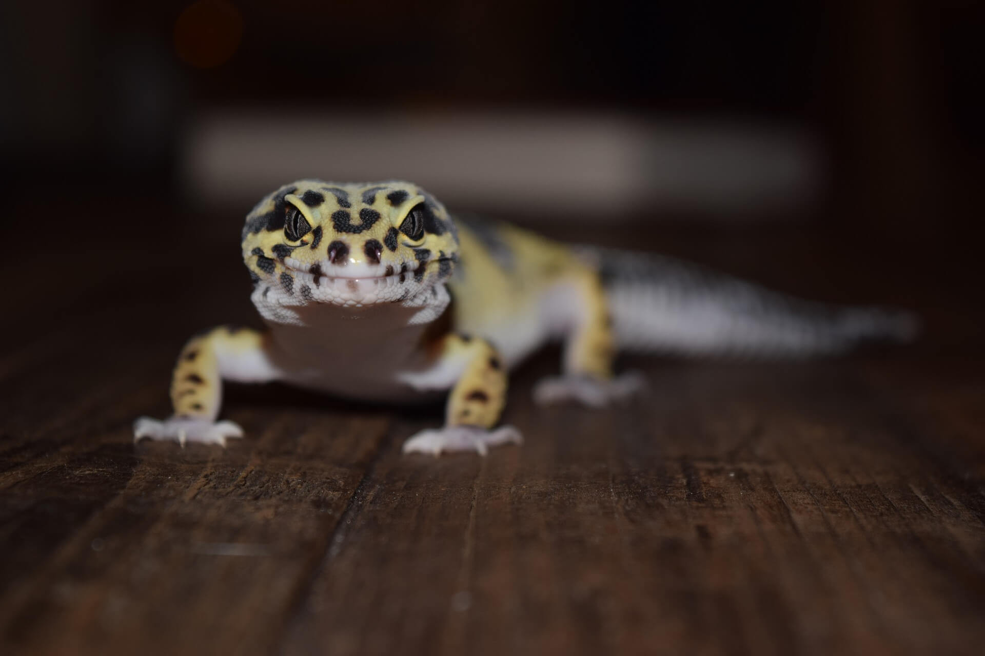 leopard gecko light