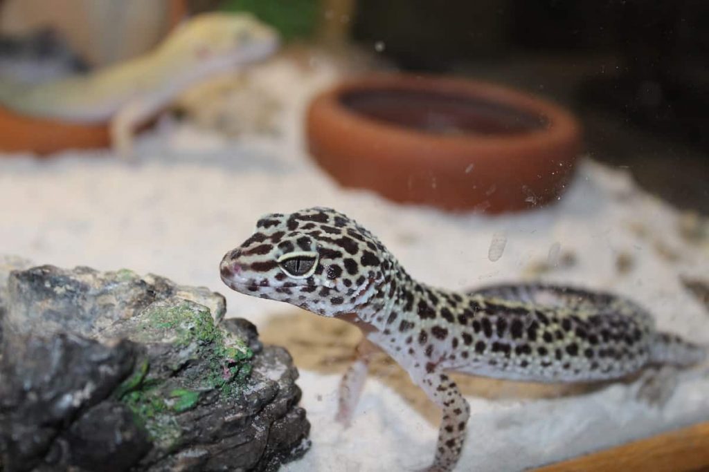 Best Leopard Gecko Starter Kit 2020's Best Picks Leopard Gecko