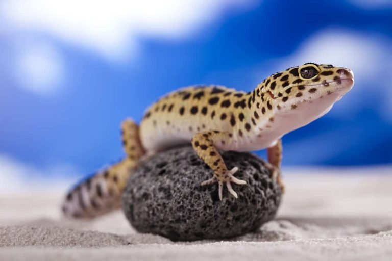 Best Substrates for Leopard Gecko (and Substrates to Avoid) Leopard Gecko