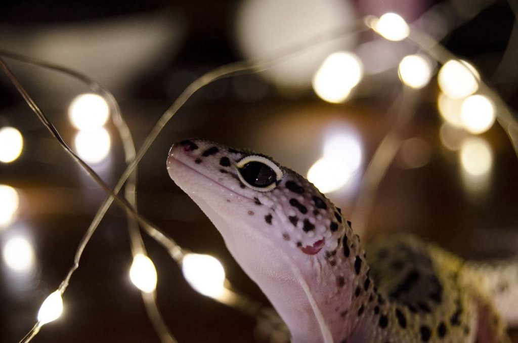 How to Tell if Your Leopard Gecko is Happy Leopard Gecko