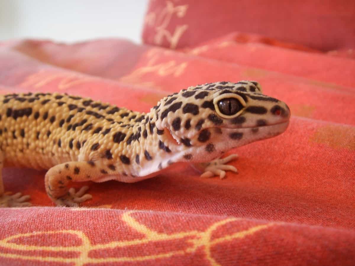 How to Tell if Your Leopard Gecko is Happy Leopard Gecko