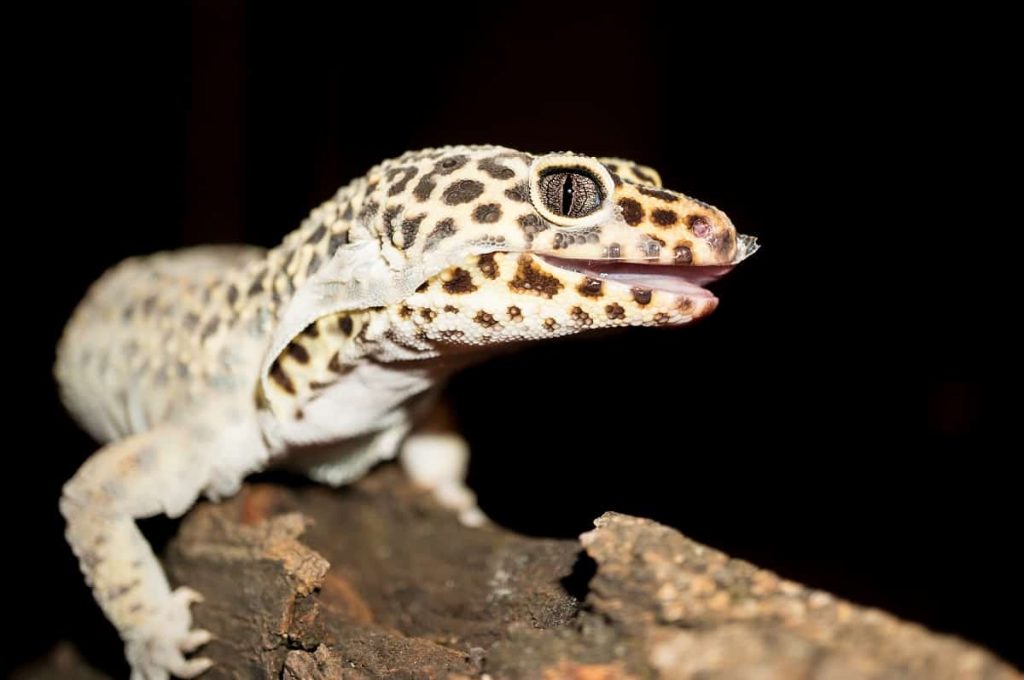 Rebuilding A Leopard Gecko Enclosure Using The Excavator Clay Cavern Kit. 