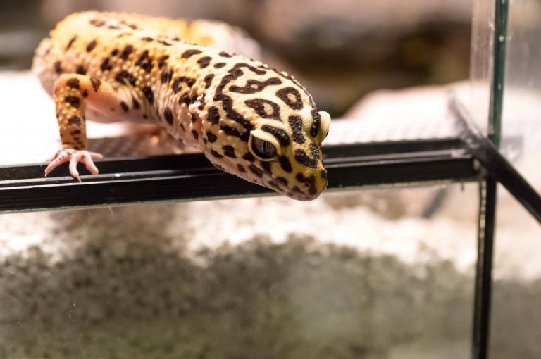 Best Under Tank Heater for Leopard Gecko [2021] Leopard Gecko