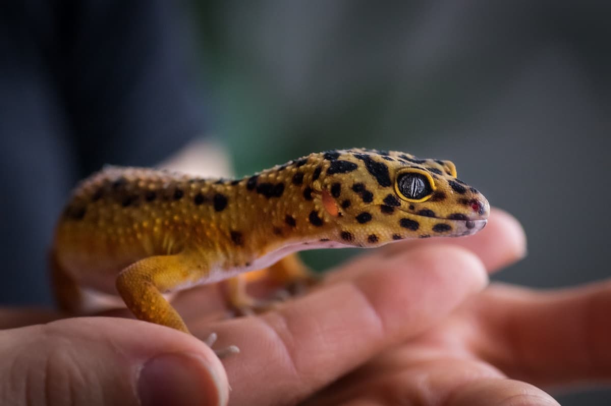 How to Pick Up a Leopard Gecko - leopard-gecko.org