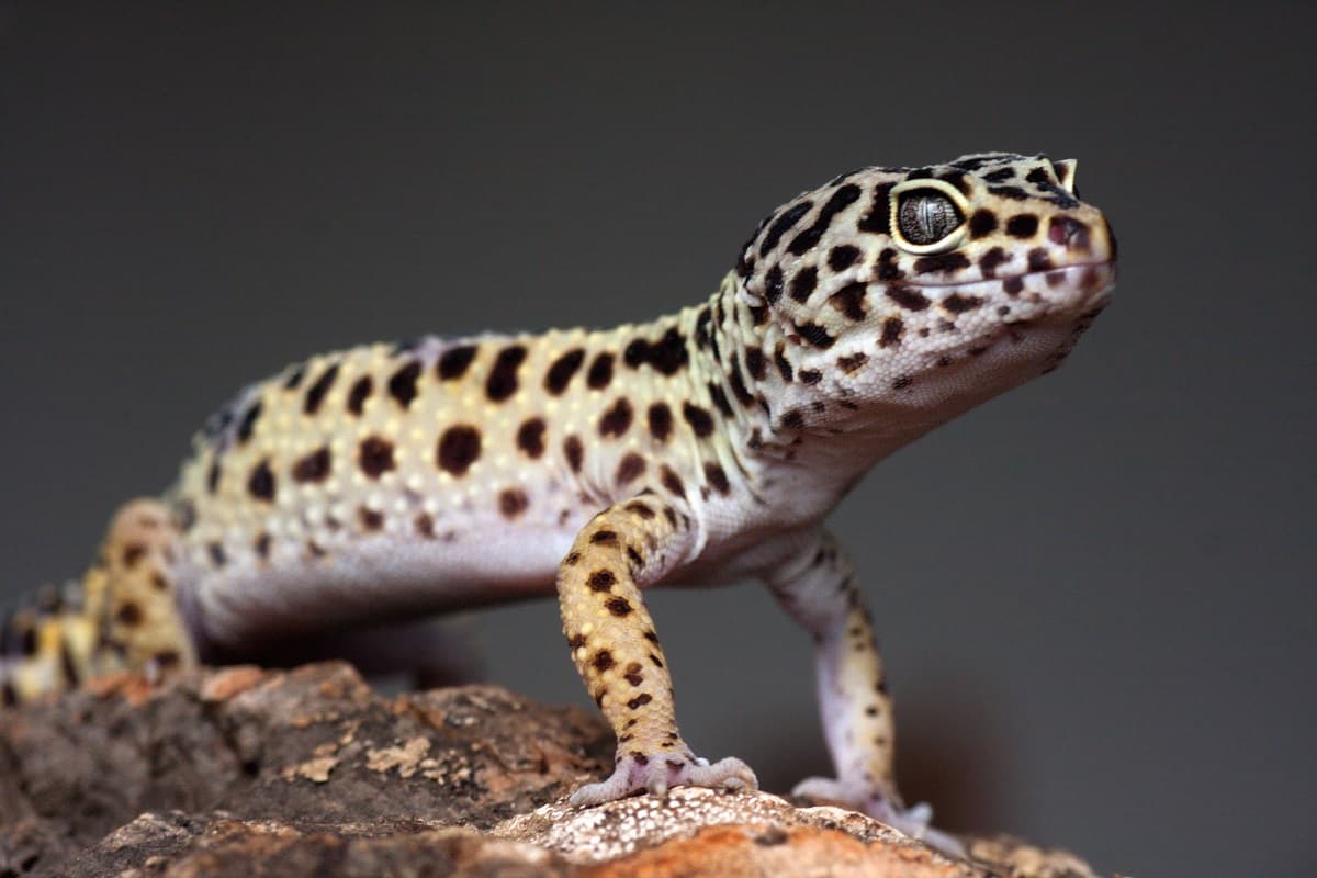 Best Leopard Gecko Books - leopard-gecko.org