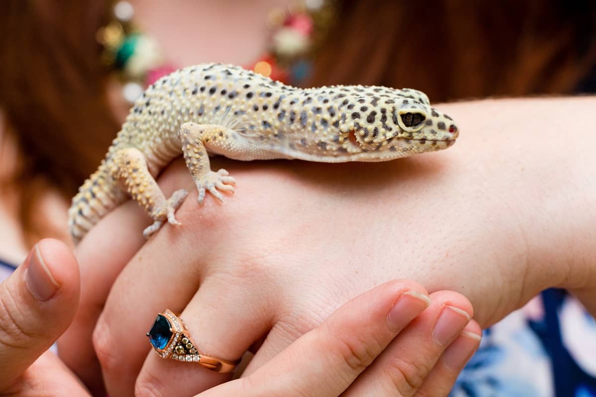 How to Tame a Leopard Gecko - leopard-gecko.org